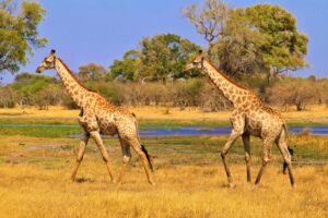 giraffes on brown grass field
